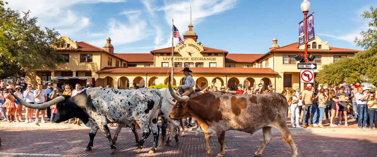 A longhorn heard walk in Fort Worth TX, where SoBrite offers their Texas Car Wash Water Solutions